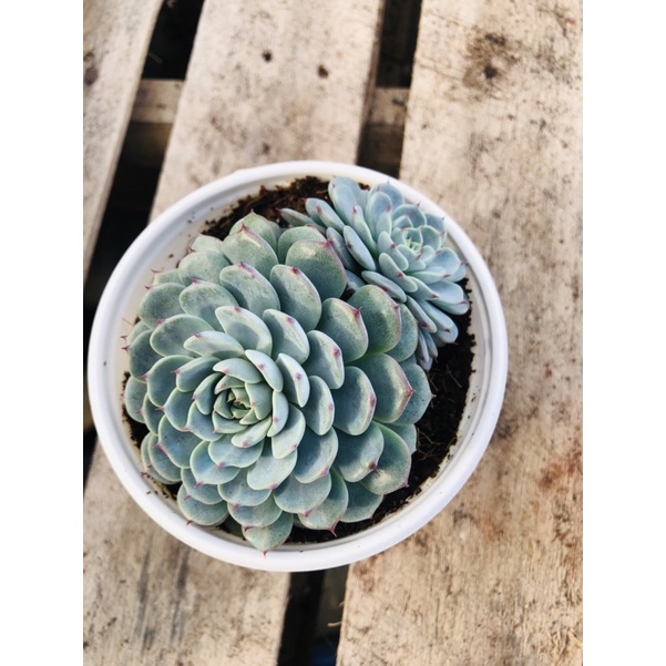 sen đá minima (giống mới-chậu 10cm)