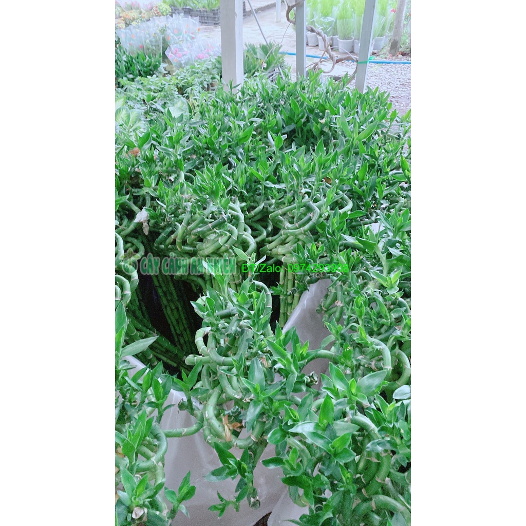Bó Trúc Phát Tài Xoắn Cao 73cm