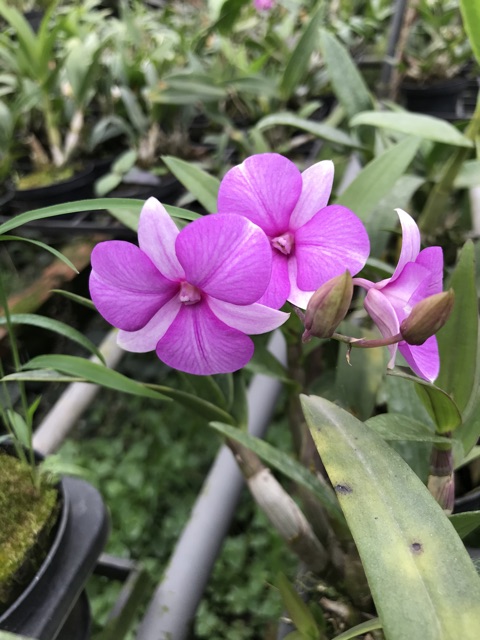 Hoa lan mini màu - mini yaya