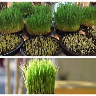 Hạt Giống Cỏ Lúa Mì Đỏ Wheatgrass Cỏ Mèo
