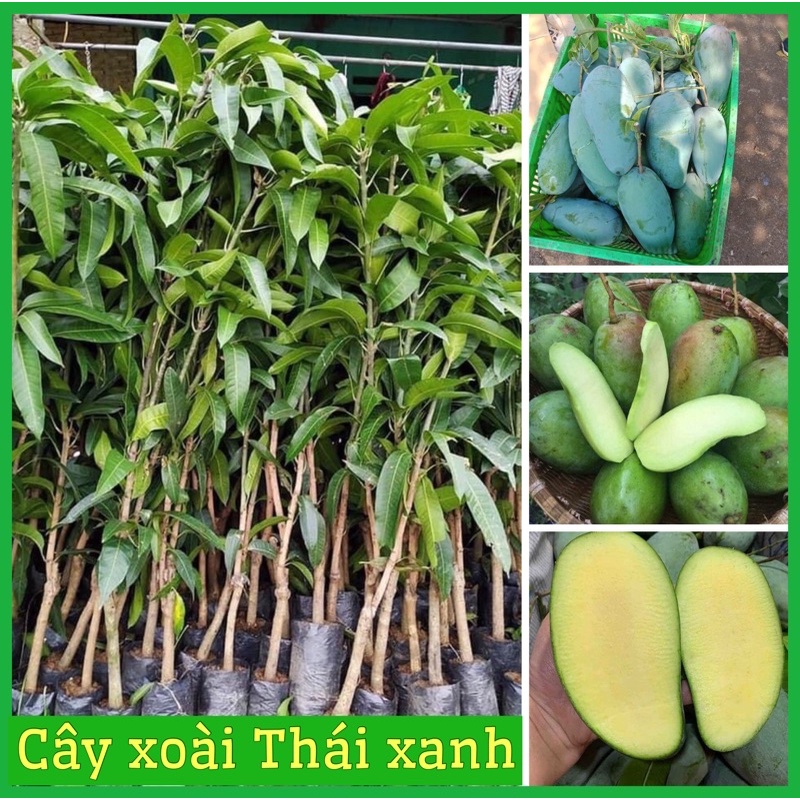 Cây xoài Thái giòn ngọt hạt lép cao 60-90cm (ảnh thật hình cuối)