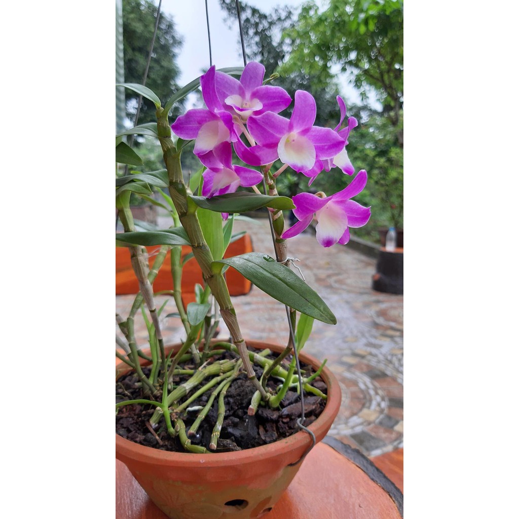 1 CÂY LAN DENZO hoa nở quanh năm HOA THƠM ĐẸP