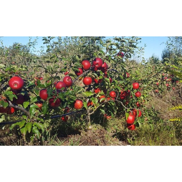 Cây giống táo lùn Mỹ F1 lựa chọn hoàn hảo cho việc trồng chậu làm cảnh và tạo đang bonsai