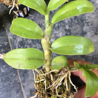 Trầm Rồng đỏ