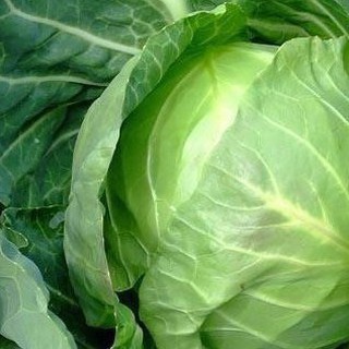 1gr hạt giống bắp cải quận chặt đậm đà
