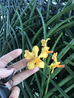 Hoa Lan Vanda Kim