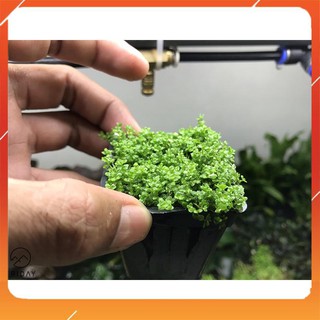 Cây thủy sinh Trân Châu Cu Ba