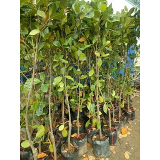 Cây 🌲 Mít Thái  1m6...đang trái