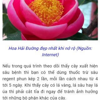 Cây giống hải đường
