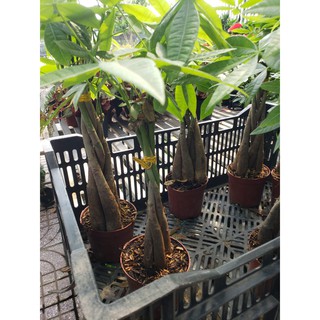 Cây kim ngân (bính và củ)tặng kèm phân bón