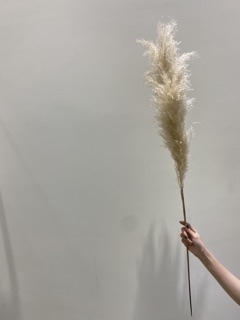 CỎ LAU nhập khẩu Hà Lan
