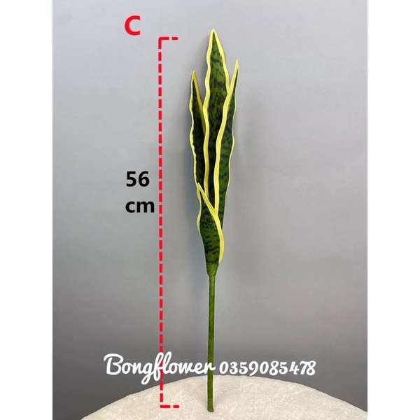 Cành lưỡi hổ giả cao cấp có 3 kích thước