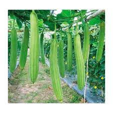 Hạt Giống Mướp Hương Siêu Trái F1(Gói 15 hạt)Dễ Trồng &amp;Năng Suất Cao-Tổng kho hạt giống giá rẻ