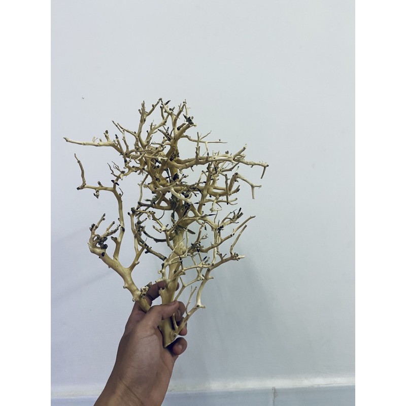 Lũa Xương Chùm (50gram) | Trang trí Thủy Sinh | Size To - Nhỏ |Mua nhiều giảm giá|