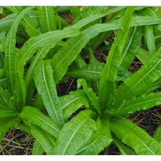 Hạt giống rau diếp thơm kns186 - gói 3gram