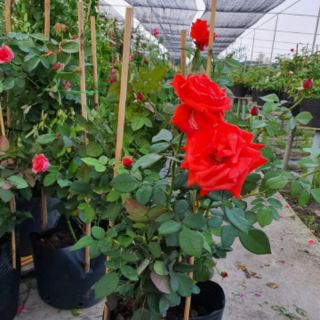 Hồng cổ Tàu (hồng cổ Trung Quốc)tặng kèm phân bón