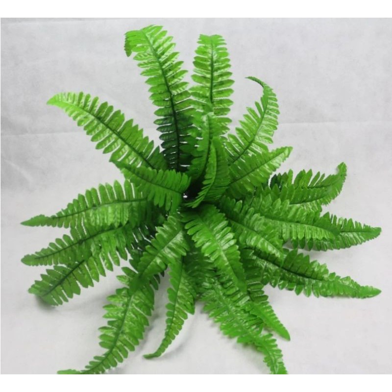 Cây dương xỉ trang trí,cụm điểm trang trí