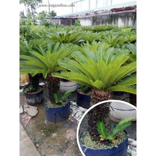 Combo 2 củ vạn tuế