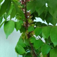 Cây 🌲 Khế ngọt.... thái ...1m5 đang trái