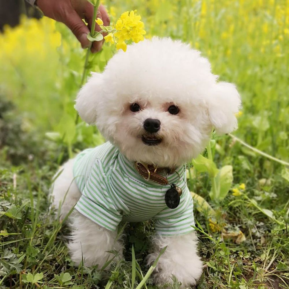 AUGUSTINA Áo khoác cotton mềm mại giữ ấm mùa thu đông cho thú cưng chó mèo