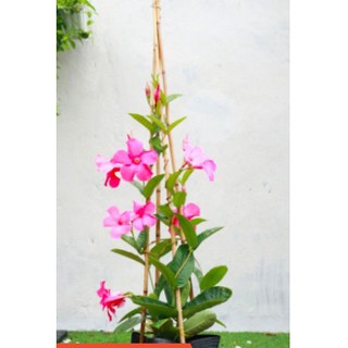 Cây hồng anh dây leo, Mandevilla sanderi-UtNho