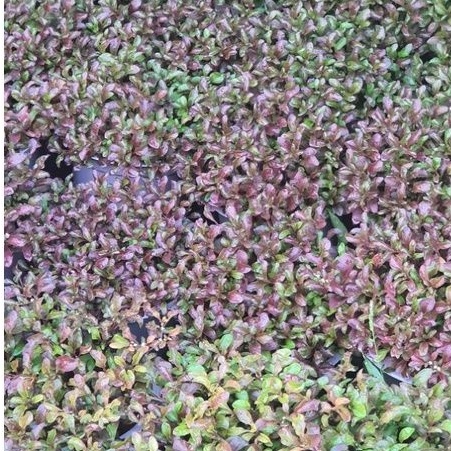 Rau chậu Xà lách xoong Nhật TACY'S GARDEN 100% rau sạch nhà vườn trồng