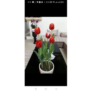 CỦ GIỐNG HOA TULIP HÀ LAN