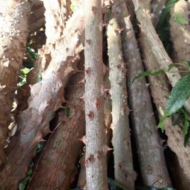 Ưng bất bạc