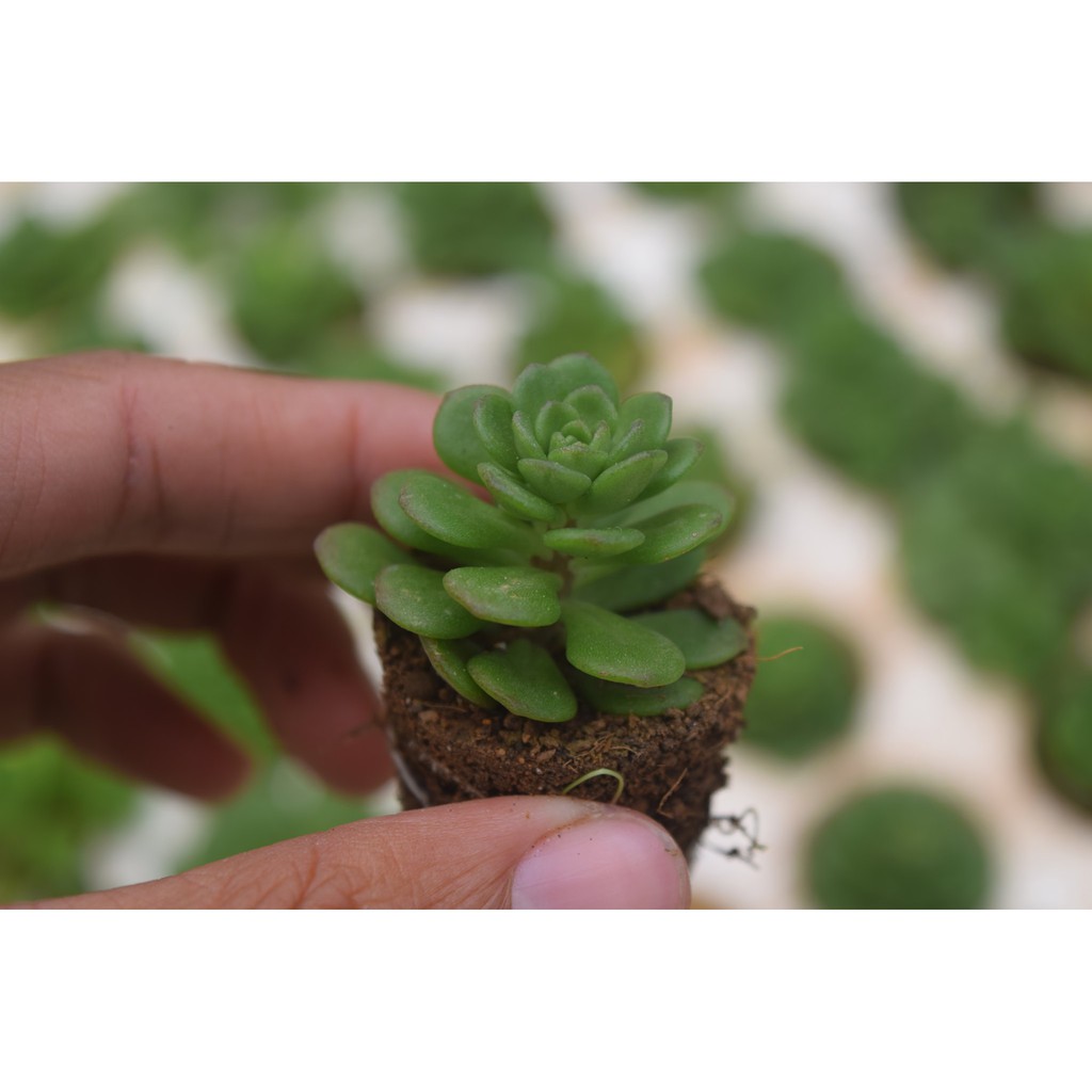 sen đá sedum hoa hồng xanh 2cm