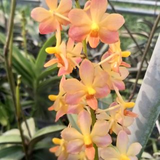 Hồ điệp cam ( Hồ điệp rừng lai asco) Cây trưởng thành sắp ra vòi hoặc đang ra.