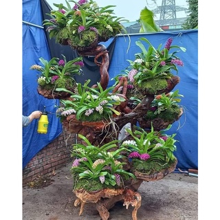 HOA LAN NGỌC ĐIỂM CÂY GIỐNG