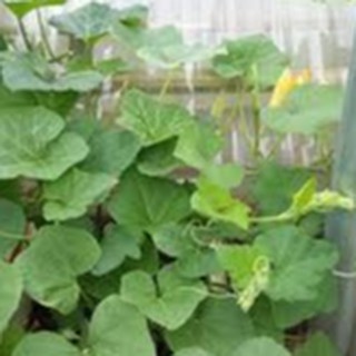 20gram HẠT GIỐNG BÍ SIÊU NGỌN