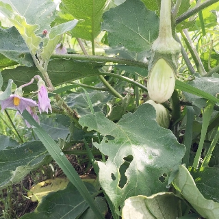 Hạt giống cà xanh sọc lem trái dài  Thuận Điền ( 1gram )