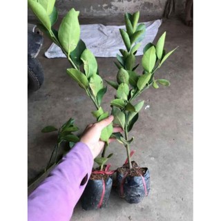[Xả - Cắt Lỗ ] Chanh Không Hạt