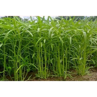 Hạt giống rau mầm rau muống - 1kg