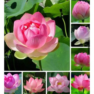 Hạt Giống Hoa Sen Ta (Sen Hồng Việt Nam) ( gói 15 hạt )