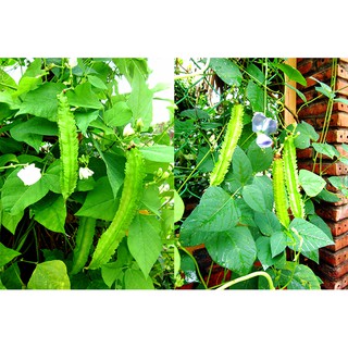 Hạt giống đậu rồng( đỗ khế) tứ quý
