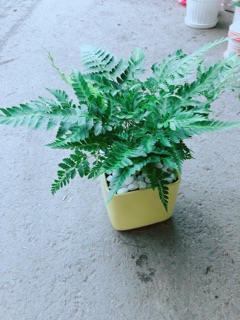 Chậu Cây Dương Sỉ Kiểng