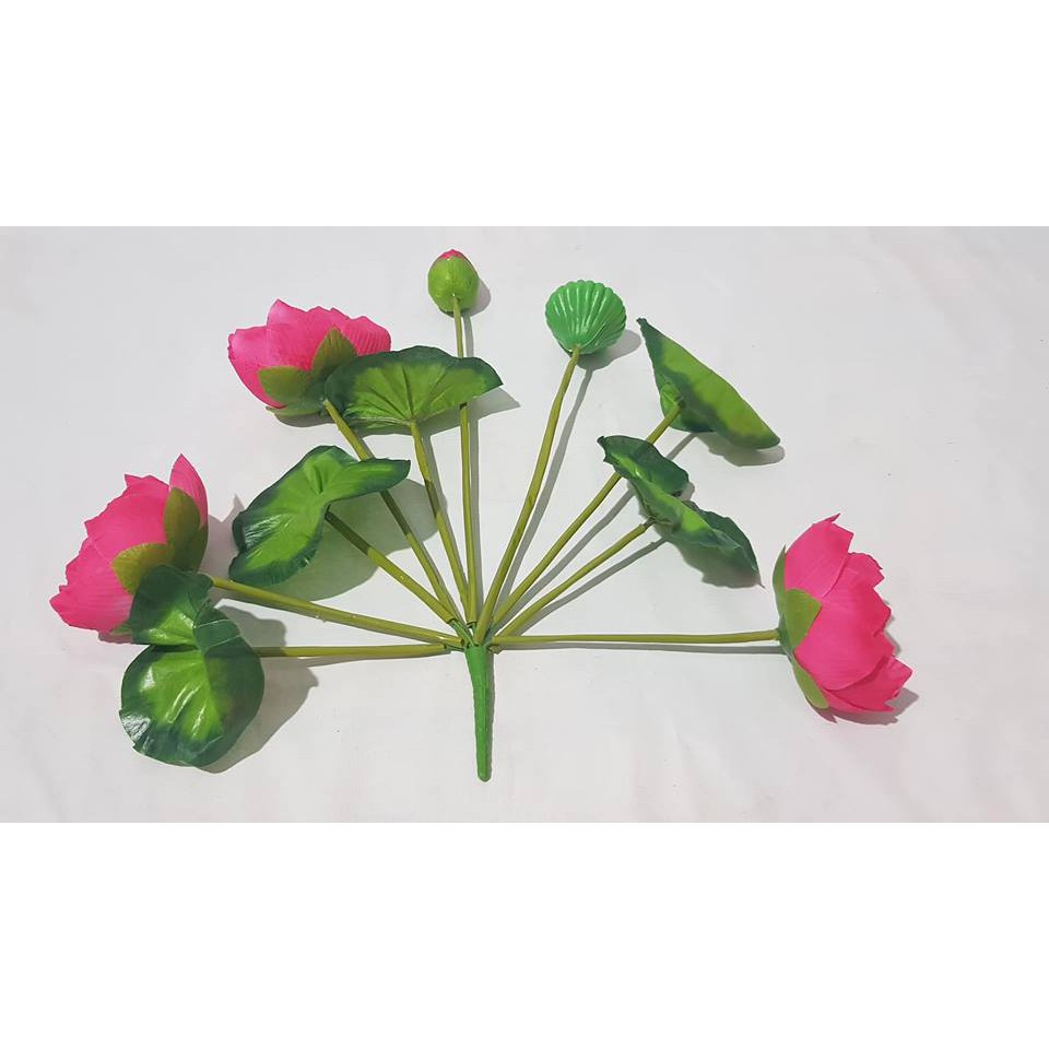 sen vải cụm to