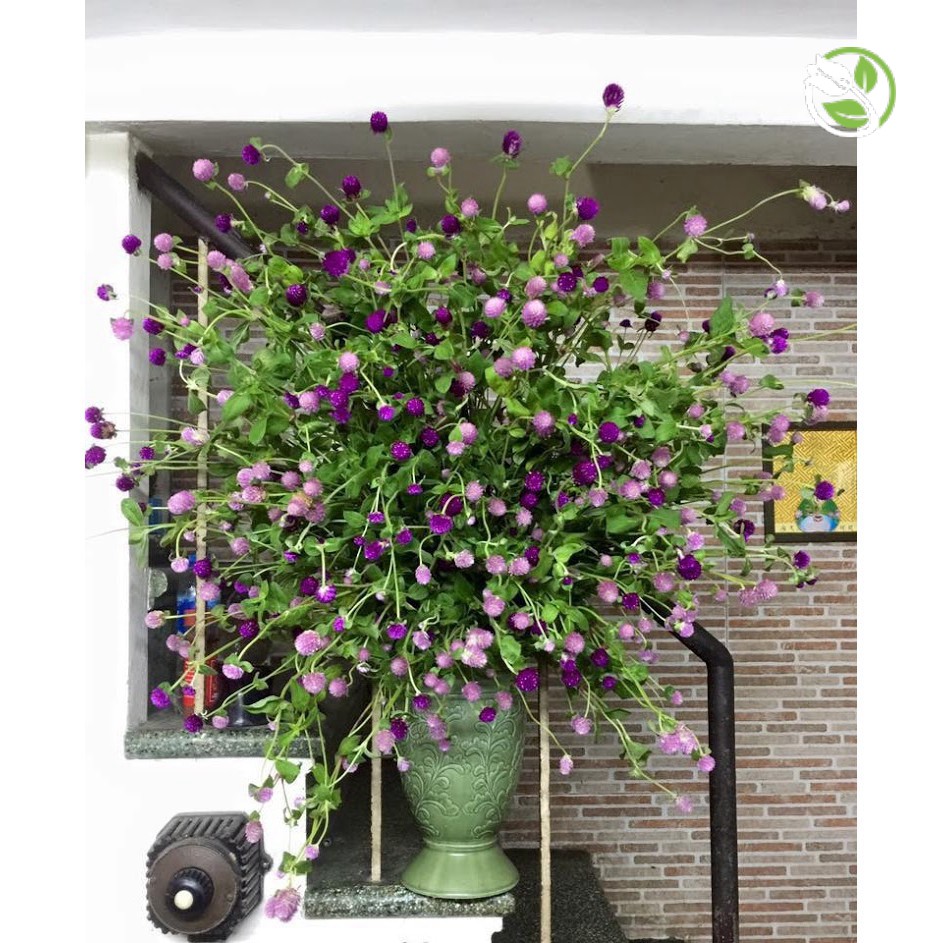 Hạt Giống Hoa Cúc Nút Áo Mix  PN-13 Phú Nông - Gói 0.5g - Strawberry Gomphrena