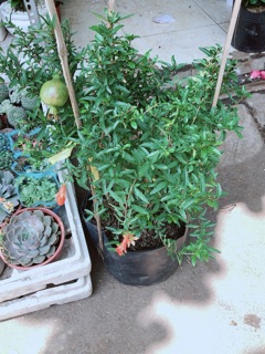 Chậu cây lựu