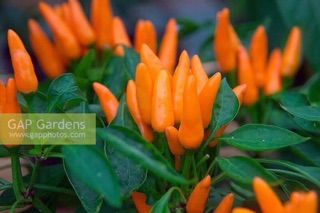 (500-700 hạt) Hạt giống ớt Chili cam siêu cay