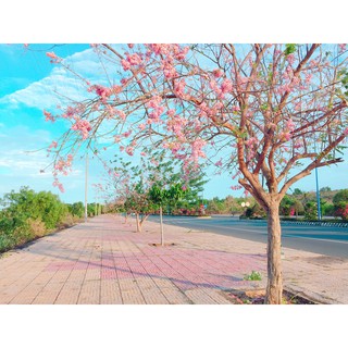 Hạt giống cây hoa Anh Đào