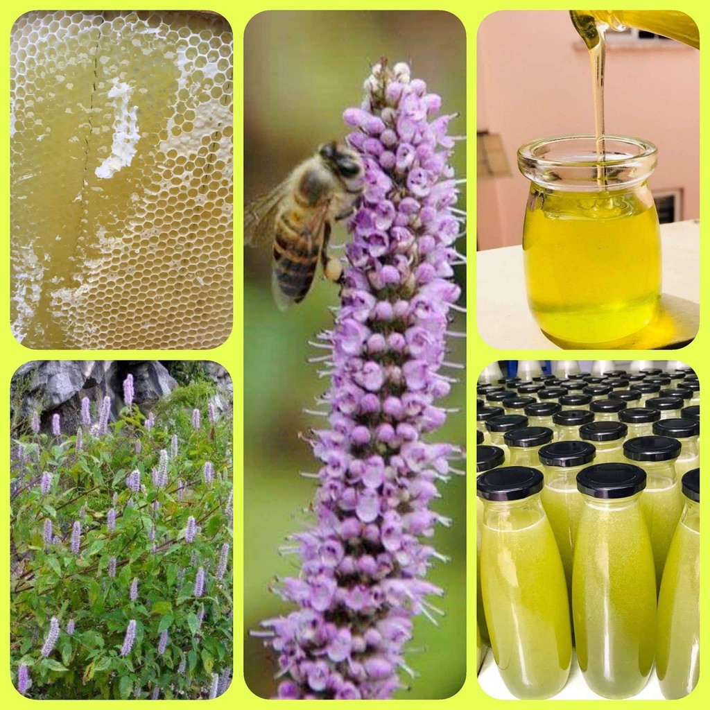 Mật Ong Bạc Hà - Hà Giang, Đồng Văn - Nguyên chất 100%