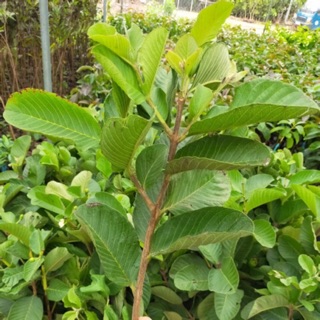 Cây giống ổi ruby 15 cây