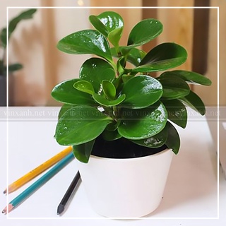 Cây trường sinh mini để bàn