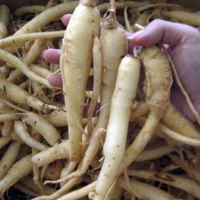 0.5kg Hồng Đẳng Sâm Rừng Tươi Tây Bắc Chỉ Nhận Đơn Hàng Giao Tại Miền Bắc