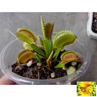 Hạt giống cây bắt côn trùng (cây bẫy kẹp) (15 hạt)