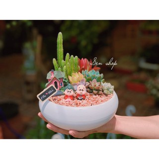 Chậu sen đá mix tiểu cảnh 200-299k.
