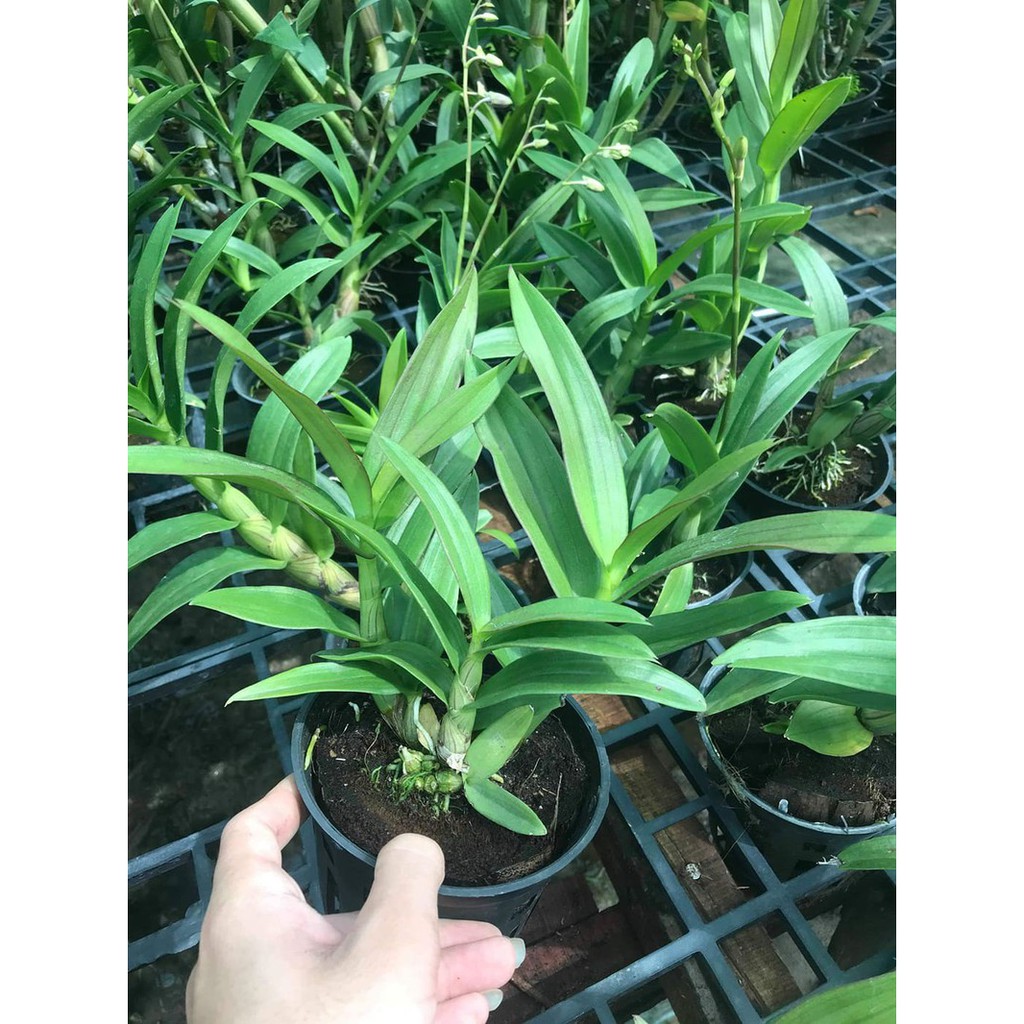 Cây Lan Dendro Nắng Thơm Bà Liễu - Cây to sắp hoa - giao cây quy cách như hình - landendro